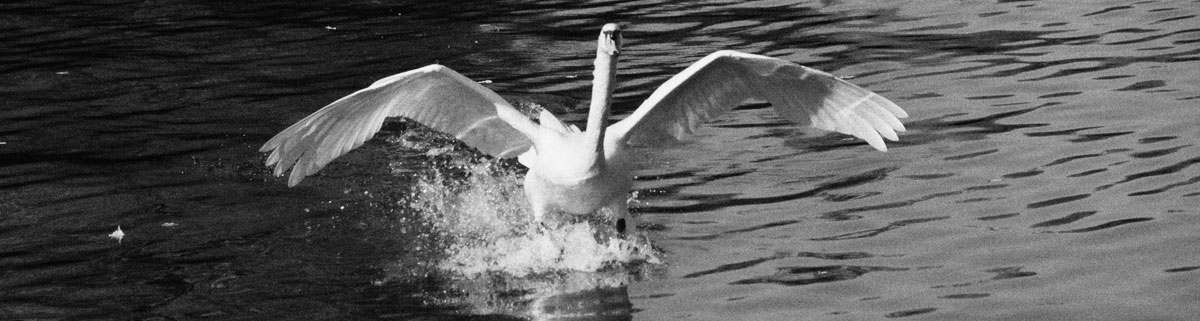 Schwan